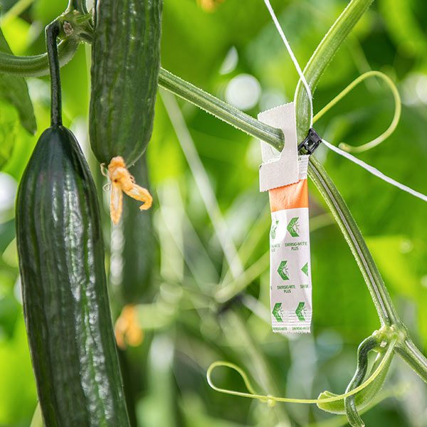 Jacobs Komkommers insecten bestrijden op duurzame wijze